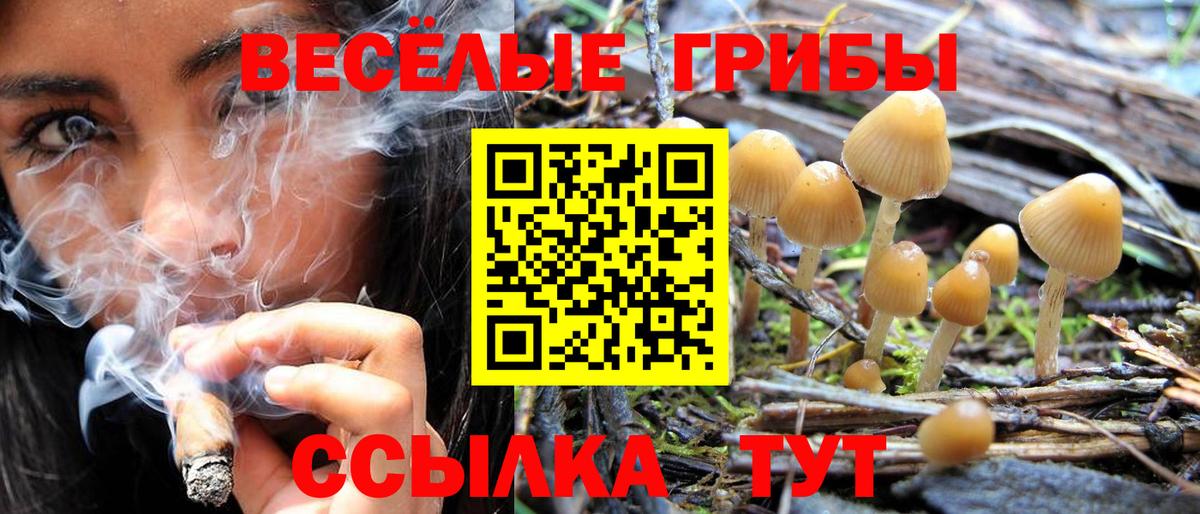 Псилоцибиновые грибы Psilocybe Ярославль
